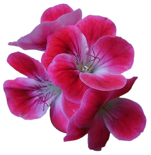 Mes tubes Fleurs sur fond transparent, servez,vous