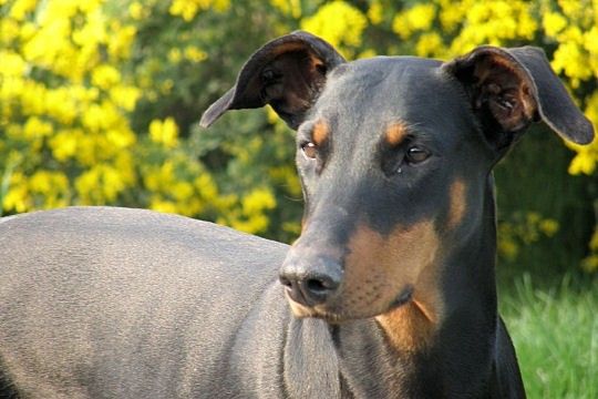 Les Chiens