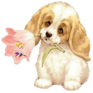 Mes Tubes Chiens sur fond transparent....servez-vous