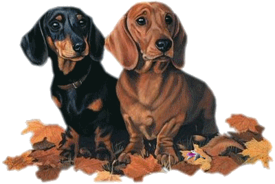 Mes Tubes Chiens sur fond transparent....servez-vous