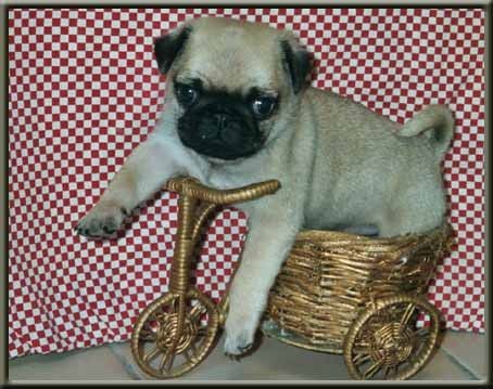 Les Pugs