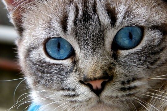 Les Chats