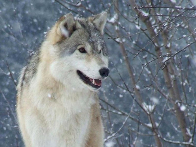 Durée De Vie D Un Loup Loups