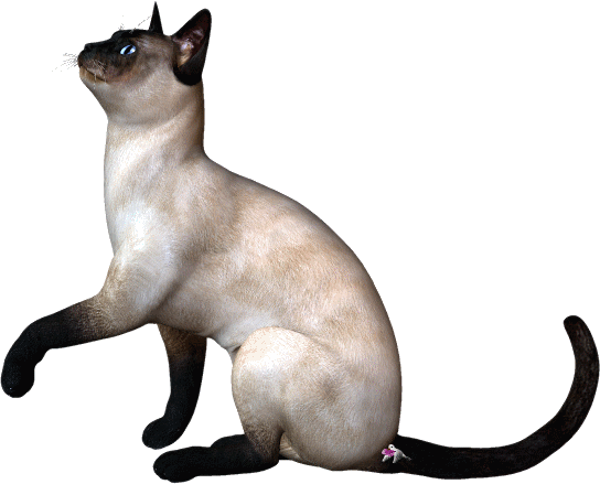 Mes tubes Chats sur fond transparent, servez,vous