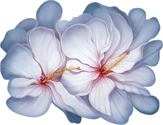 Mes tubes Fleurs sur fond transparent, servez,vous